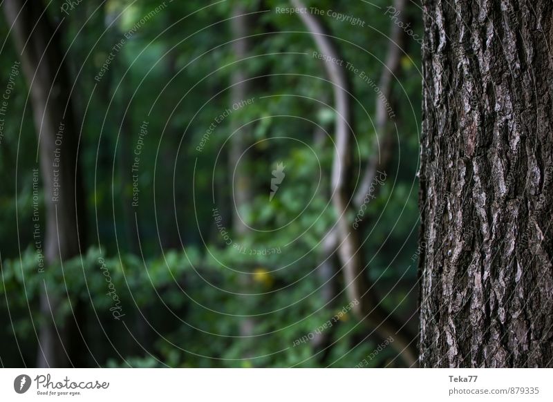 forest ground Summer Environment Nature Landscape Plant Tree Jump Moody Adventure Forest Tree trunk Tree bark Colour photo Exterior shot Deserted Light Shadow