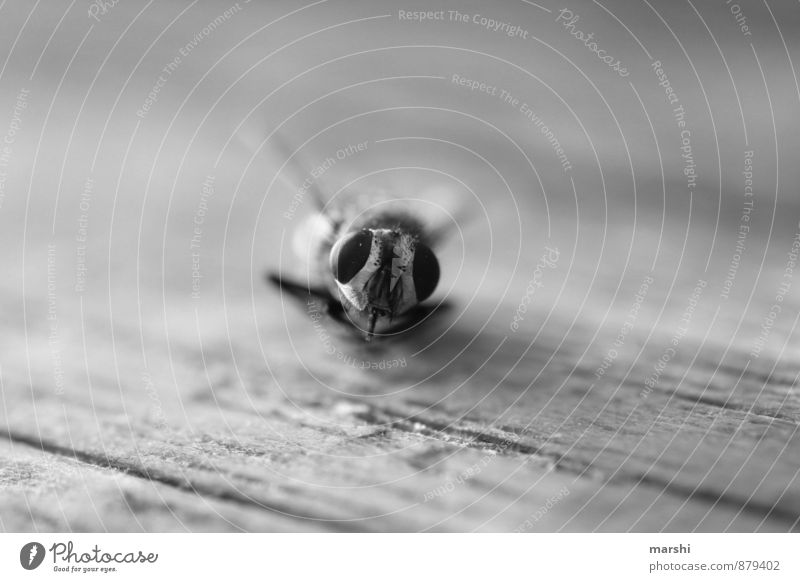 crash landing Animal 1 White Bow tie Eyes Animal portrait Fly Shallow depth of field Black & white photo Close-up Detail Macro (Extreme close-up)