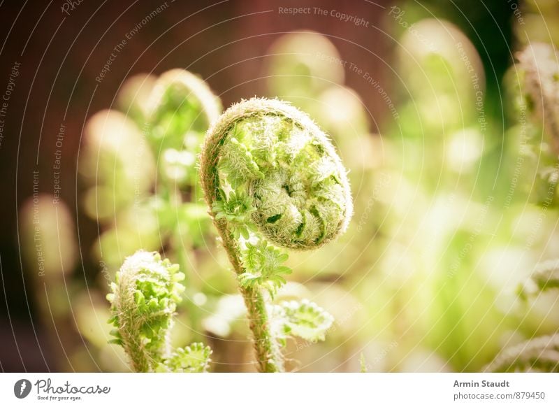 Rolled fern sprout Life Nature Plant Spring Fern Plantlet Shoot Garden Park Meadow Growth Esthetic Authentic Fresh Natural Beautiful Green Emotions Moody