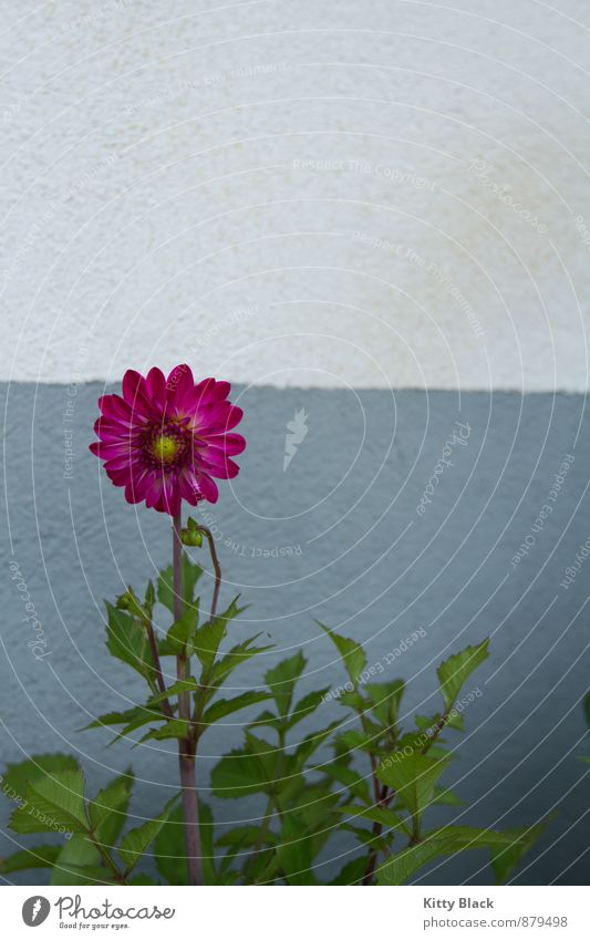 garden flowers Nature Flower Garden half turn Deserted Concrete Blue Green Pink White Federal State of Burgenland Exterior shot Copy Space top Day