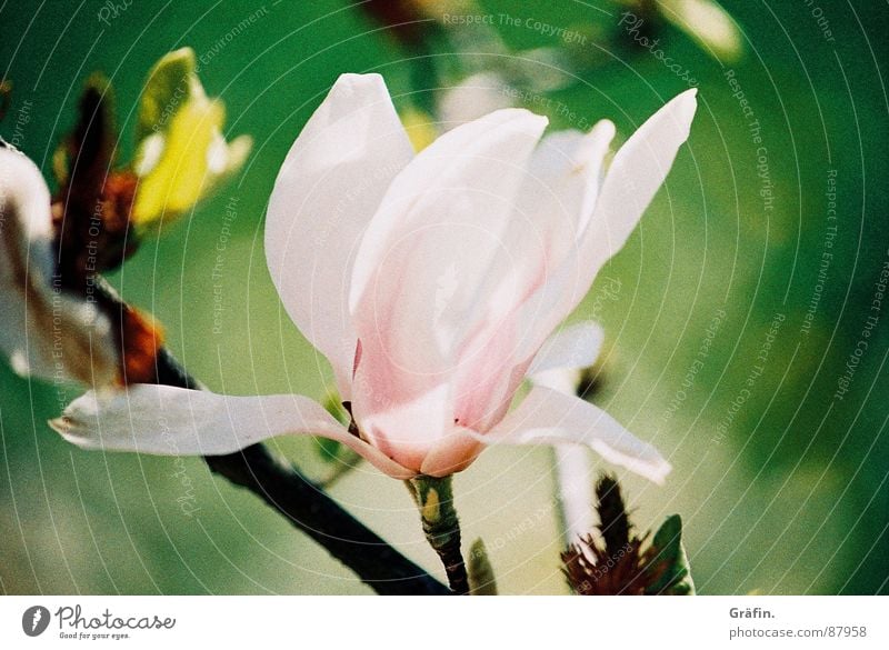 Spring leaves its pink ribbon... Tepid Magnolia plants Blossom Tulip Pink Green Blossom leave Zoom effect Delicate Flower stem Sensitive Stalk Pistil Fragile