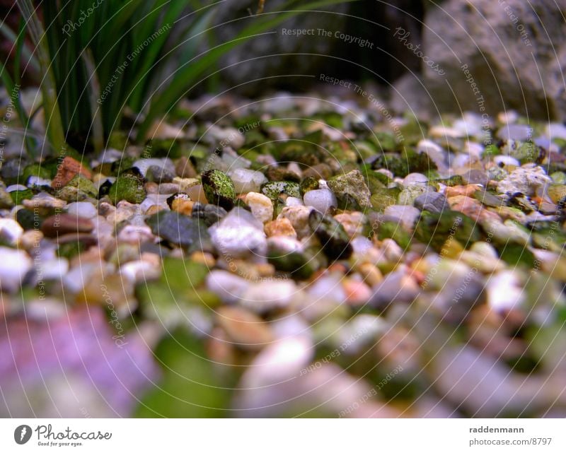 aquarium floor Aquarium Pebble Water Underwater photo Stone