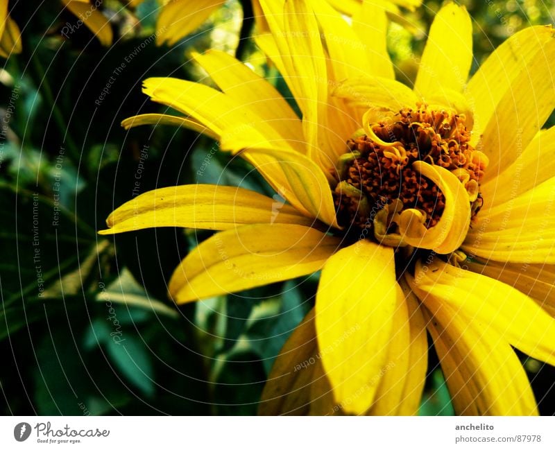 In Motion Flower Nature Blossom Yellow Macro (Extreme close-up) Black Background picture Stamen Green Tension Blossoming Environment Emotions Close-up Pollen