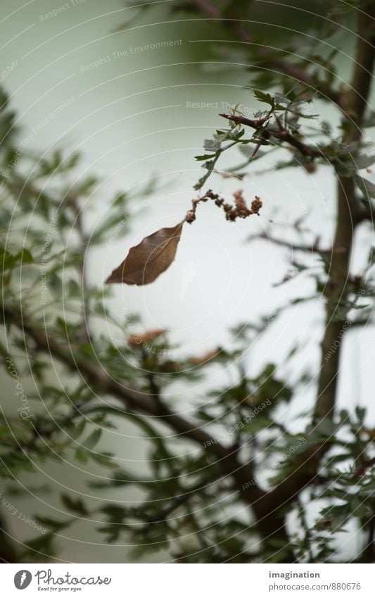 Of becoming and passing away Nature Plant Autumn Tree Leaf Old Uniqueness Brown Green Acceptance Serene Grief Death Pain Longing Loneliness Senior citizen End