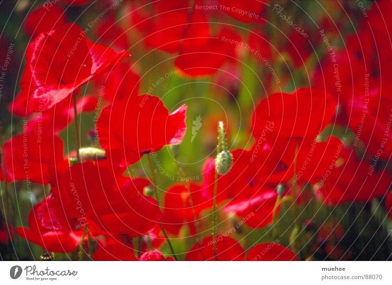 poppy Greece Spring Red Good mood Zoom effect Macro (Extreme close-up) Close-up Transience Corfu breakfast bar