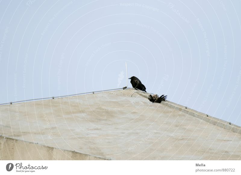 wake Environment Nature Animal Sky Facade Roof Lightning rod Bird Crow Carrion crow 1 2 Concrete Crouch Sit Wait Blue Sadness Grief Death Threat Attachment