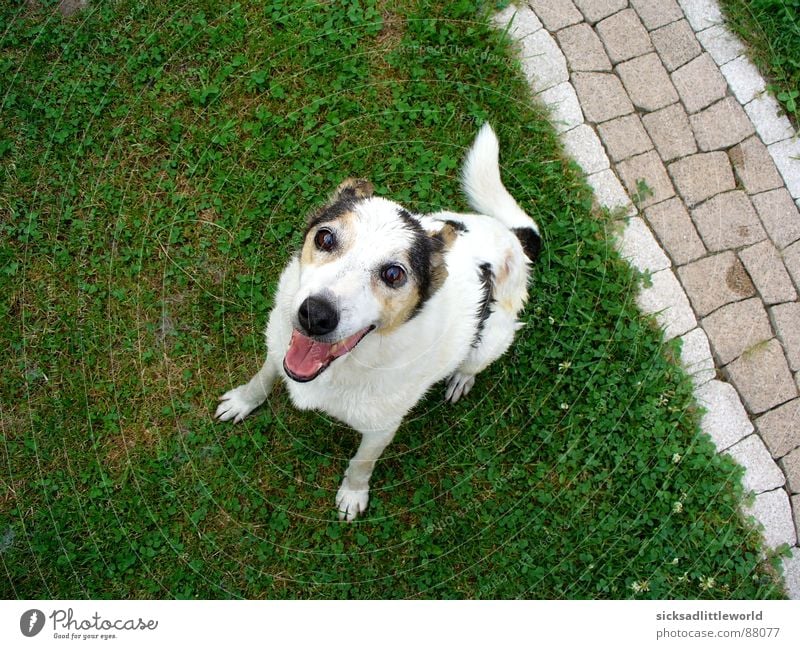 Hello! Joy Summer Garden Animal Grass Meadow Pet Dog 1 Playing Wait Happiness Happy Curiosity Cute Emotions Joie de vivre (Vitality) Anticipation Enthusiasm