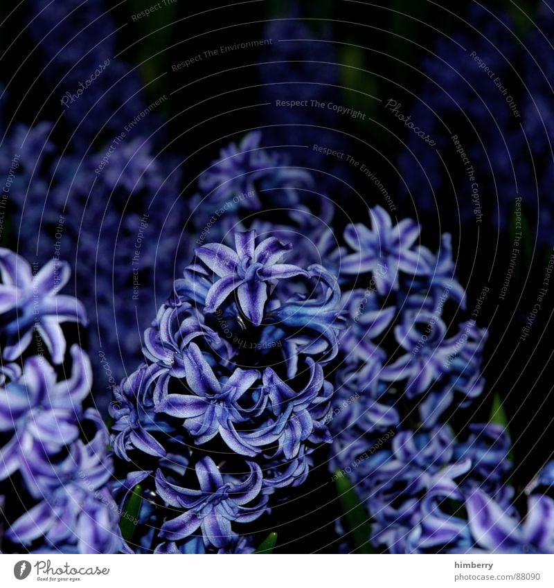 hyacinthic Plant Animal Spring Night Flowerbed Part of the plant Florist Garden Garden Bed (Horticulture) Zoo Hyacinthus Macro (Extreme close-up) Close-up Park