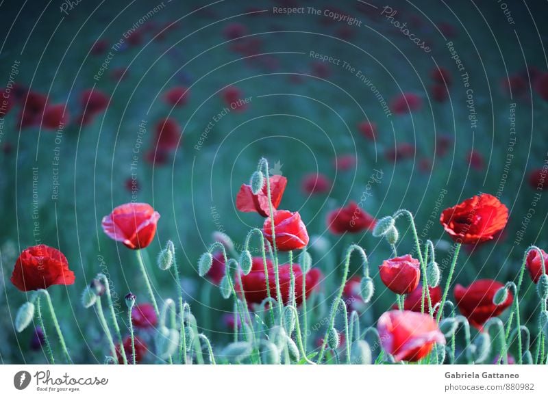 poppy-seed Nature Plant Flower Growth Green Red Poppy blossoms Blossoming Field Calm Colour photo Exterior shot Copy Space top Shallow depth of field