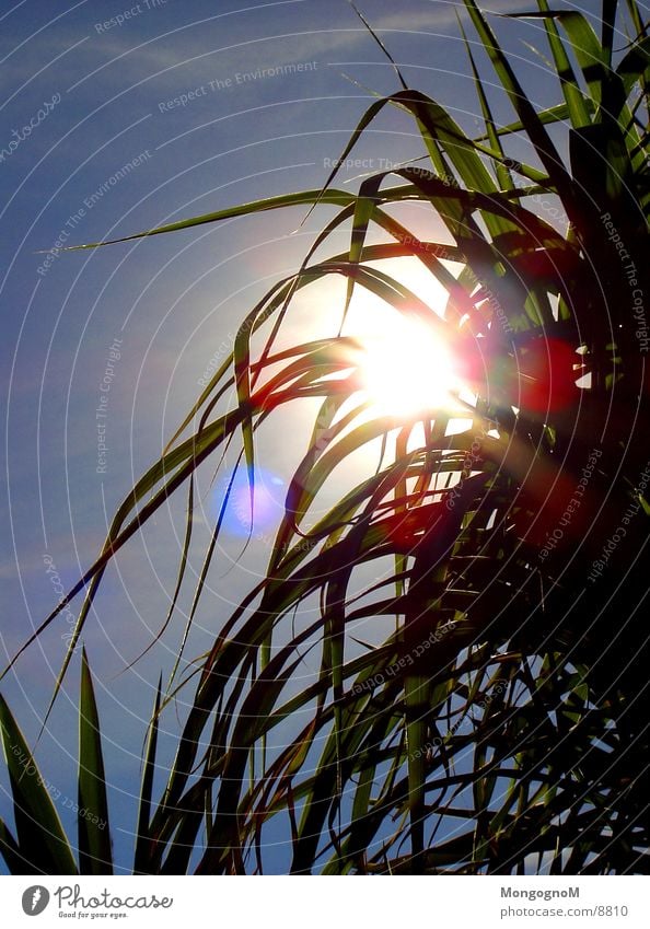 Bamboo in the sun Green Dazzle Bamboo stick Sun Sky Blue Bright