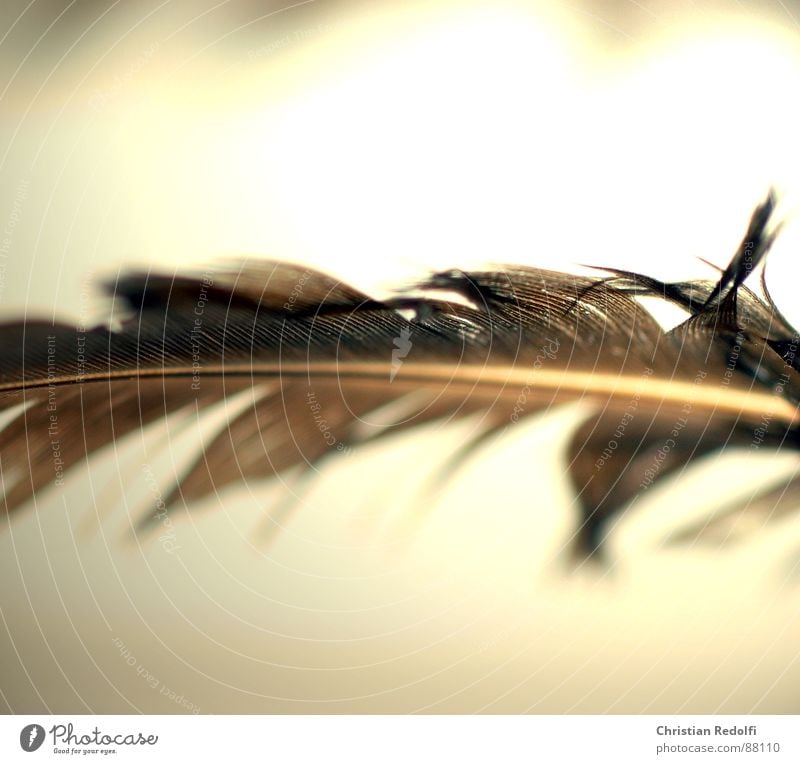 feather Feather Yellow Delicate Ease Hover Furrow Brown Broken Bird Disk