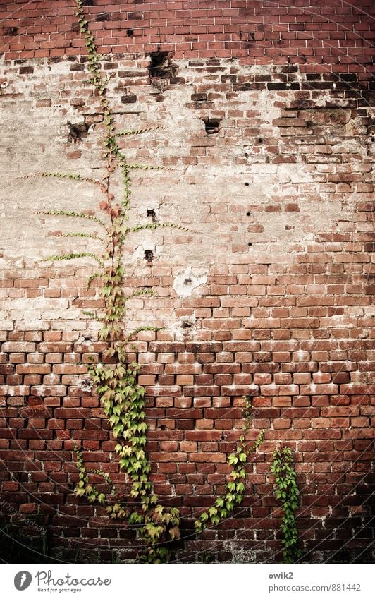 ascetic Plant Leaf Wild plant Ivy Tendril Wall (barrier) Wall (building) Facade Brick wall Growth Old Historic Climbing Creeper Tall To hold on Colour photo