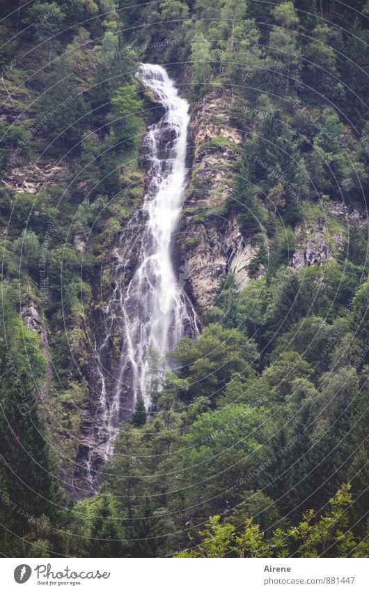 in free fall Nature Landscape Elements Water Forest Rock Alps Mountain Hohen Tauern NP Canyon Waterfall Steep face Mountain forest Threat Gigantic Gray Green