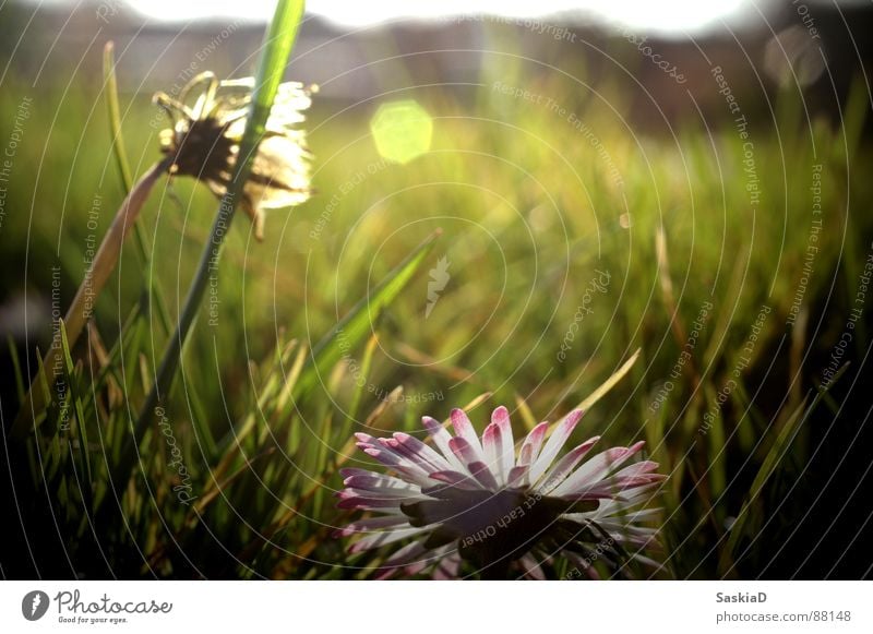 Barefoot in the garden Spring Meadow Summer Daisy Calm Serene Beautiful Sun Pasture Garden Nature To enjoy