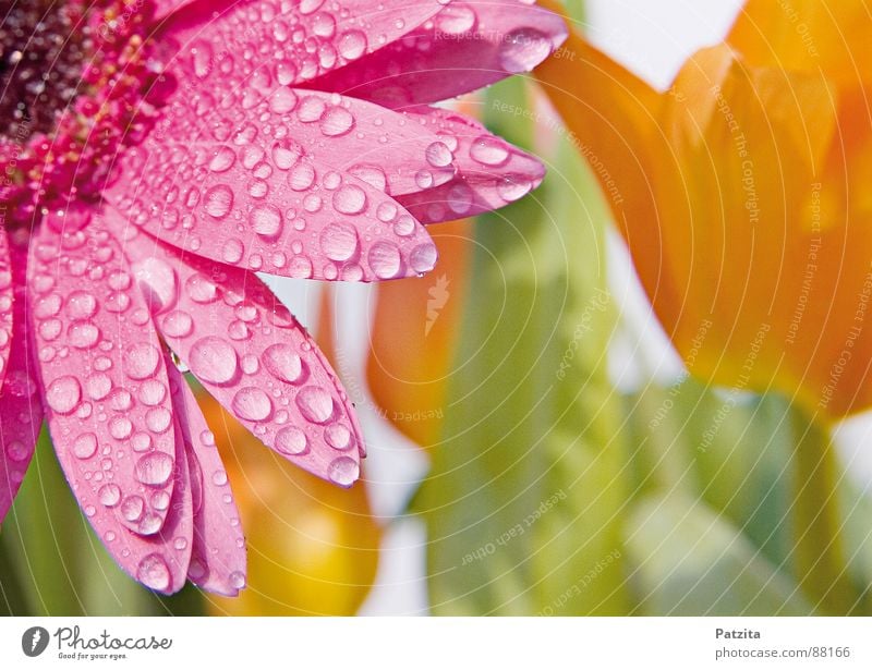 World of health Spring flower Flower Tulip Gerbera Rain Drops of water Meadow Bouquet Wet Blossom Pink Yellow Damp Mother's Day Flowerbed Grass Hippie Garden