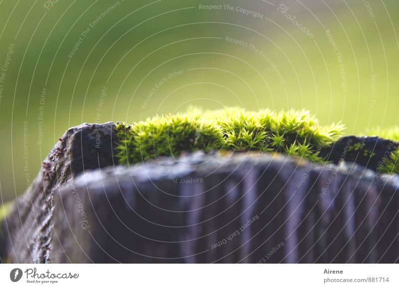 The summer was humid Plant Moss Garden Fence Wooden fence Pole Illuminate Growth Fresh Natural Soft Yellow Green Warm-heartedness Nature Nostalgia Damp Sunbeam