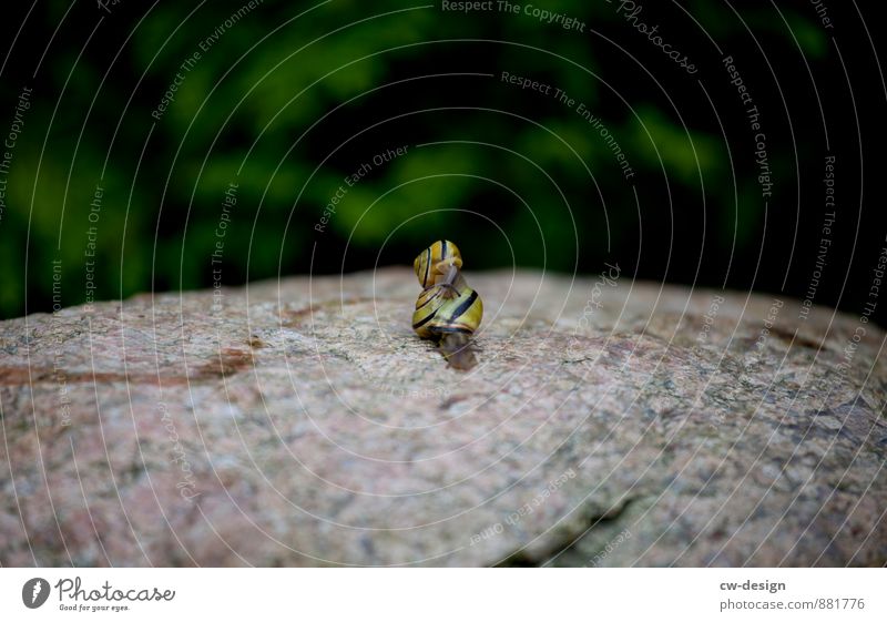 Snail mail - small snail on a big snail Crumpet Snail shell Animal Nature Close-up Macro (Extreme close-up) Exterior shot Colour photo Detail Day Garden Summer