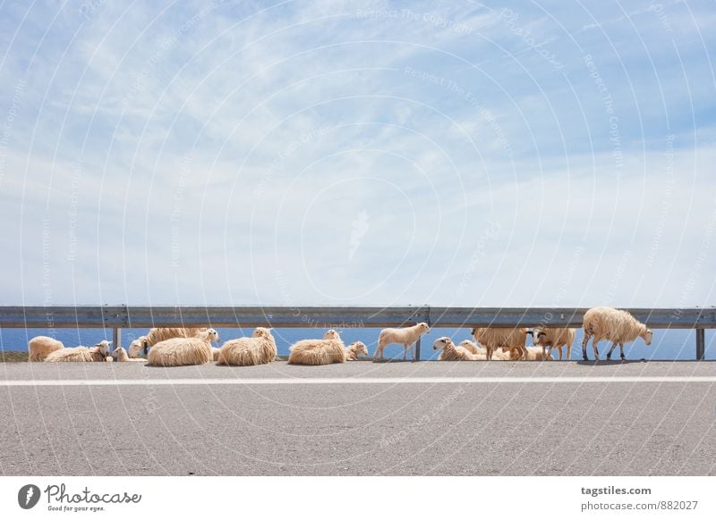 streetwalk Crete Greece Sheep Flock Animal Crash barrier Agriculture Livestock breeding Cattle breeding Herd Vacation & Travel Travel photography travel