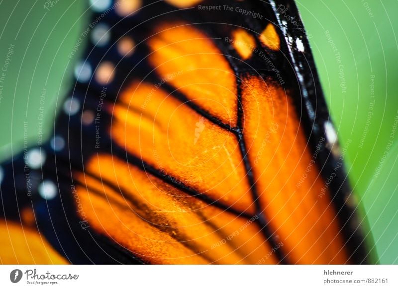 Monarch Danaus Plexippus Beautiful Calm Garden Nature Plant Animal Flower Antenna Butterfly Wing Natural Green Black White Serene Colour Monarch butterfly