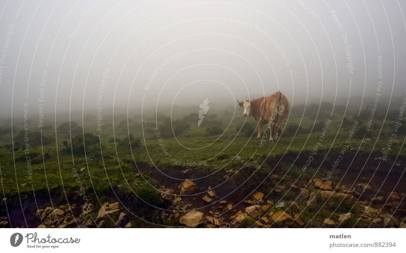 I'll see you Landscape Summer Weather Bad weather Fog Grass Moss Animal Pet Cow 1 Brown Green White Stone Looking Rotate Colour photo Exterior shot Deserted Day