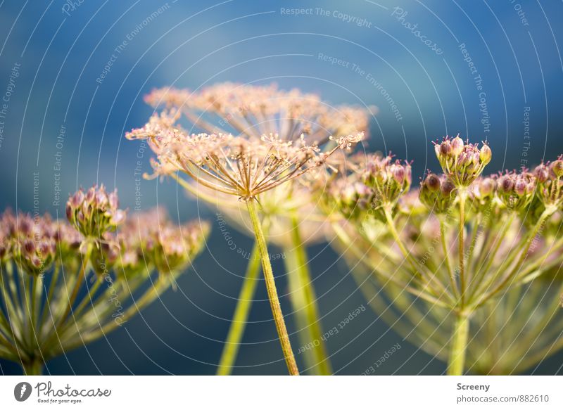 parachutes Nature Landscape Plant Summer Beautiful weather Wild plant Meadow Alps Mountain Allgäu Alps Blossoming Growth Blue Yellow Green Colour photo Detail