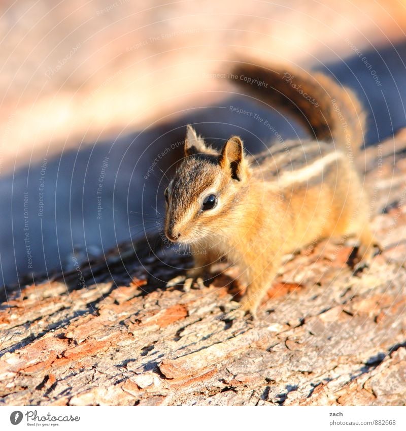 childish schema Animal Tree Forest Wild animal Animal face Pelt Rodent Eastern American Chipmunk Squirrel 1 Observe To feed Feeding Cute Brown Face Tails