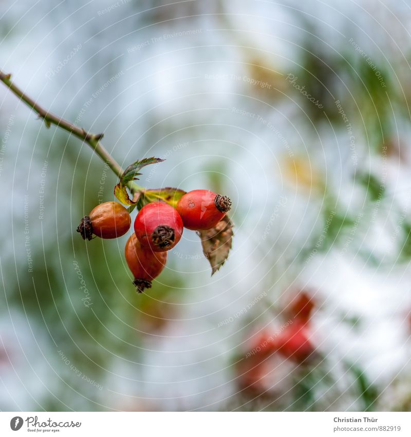 Rosehips - late summer Wellness Vacation & Travel Environment Nature Plant Animal Summer Beautiful weather Bushes Rose hip Meadow Field Blossoming Relaxation