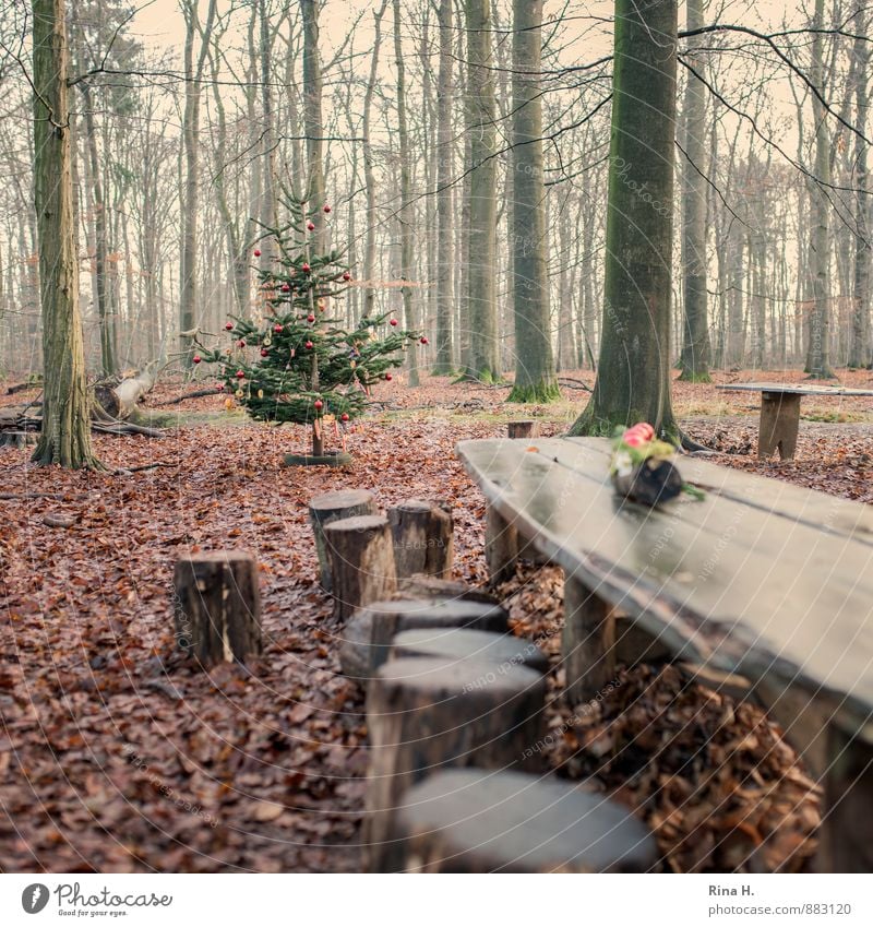 Christmas in the Magic Forest III Christmas & Advent Nature Landscape Winter Bad weather Tree Virgin forest Authentic Joie de vivre (Vitality) Anticipation