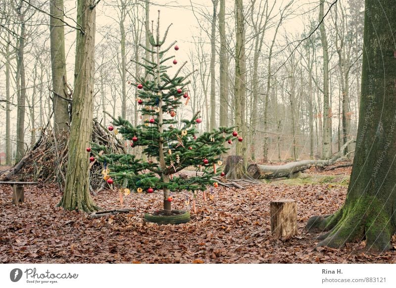 Christmas in the Magic Forest II Environment Landscape Winter Tree Authentic Exceptional Joie de vivre (Vitality) Anticipation Religion and faith Tradition