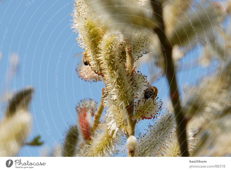 spring fever Bee Blossom Plant Animal Flower Yellow Green Spring Physics Pollen Sky insects Blue Warmth