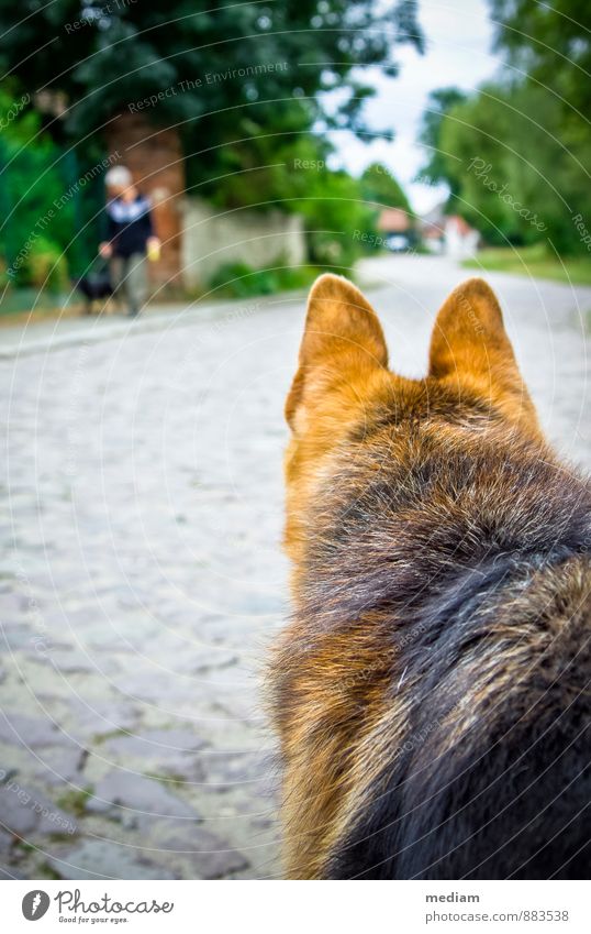 vigilant Walk the dog To go for a walk Keeping of animals Street Animal Pet Dog Pelt Shepherd dog Watchdog 2 Observe Looking Curiosity Loyal Love of animals