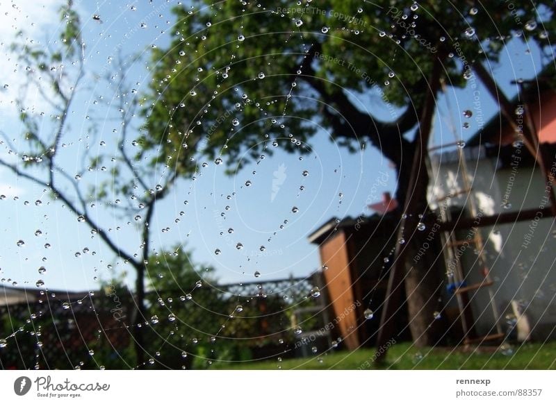 o.o.o drip drip o.o.o Summer Swing Tree Physics Happiness Damp Spider's web Reflection Snapshot Meadow Insect Macro (Extreme close-up) Close-up Water Garden