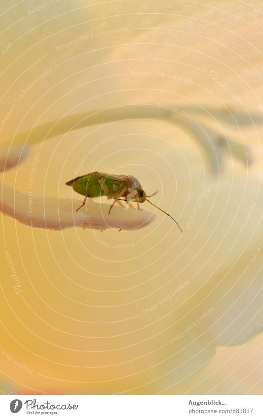 Visitors... Animal Beetle 1 Discover Wait Fragrance Fresh Natural Yellow Gold Green Uniqueness Colour photo Close-up Day Twilight Sunlight Sunrise Sunset