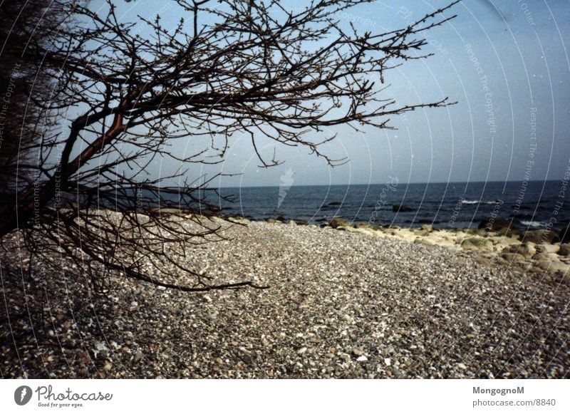 Tree on the beach Beach Water Stone