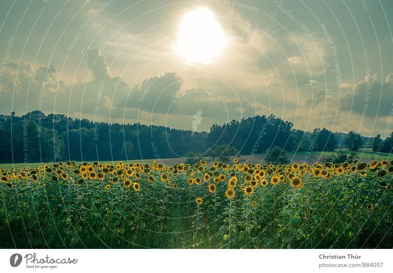 sunflower field Healthy Eating Well-being Contentment Senses Relaxation Vacation & Travel Tourism Trip Summer Sun Hiking Environment Nature Sunlight