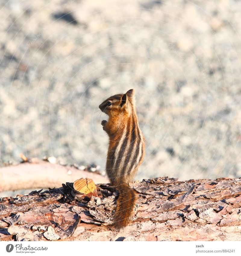 on patrol Tree Animal Wild animal Pelt Rodent Eastern American Chipmunk Squirrel 1 Wood Observe To feed Feeding Stand Cute Brown Gray Posture Stripe