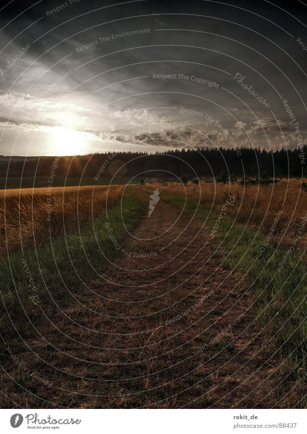 In the middle of the pampas Grass Meadow Forest Clouds Sunset Dark Green Rheingau Glade Summer Sky Lanes & trails Loneliness Far-off places