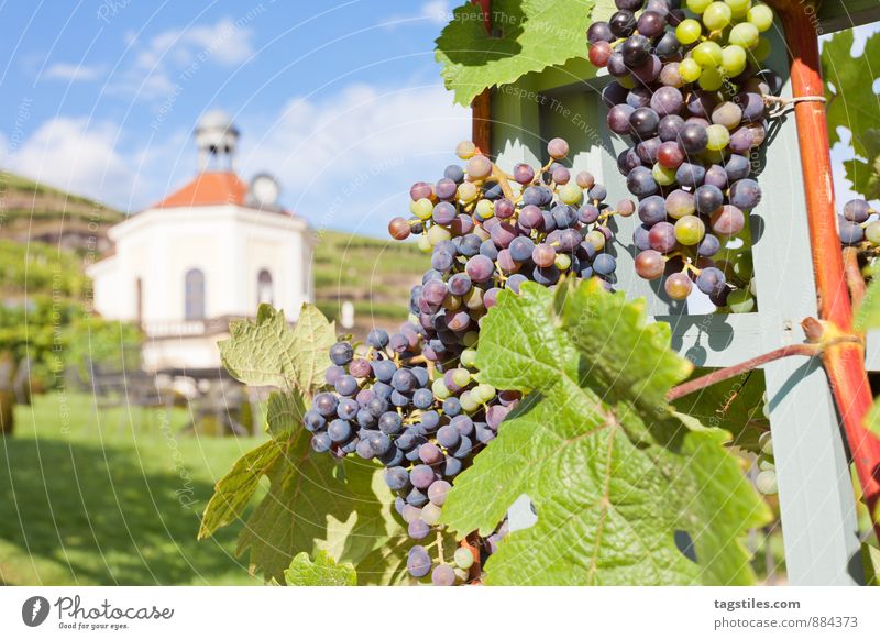 Wine Radebeul Vine Wine growing Winegrower summer egg Nature Summer Sun Sunbeam Vineyard Sky Heaven Card Idyll Tourism Saxony Dresden Relaxation viticulture