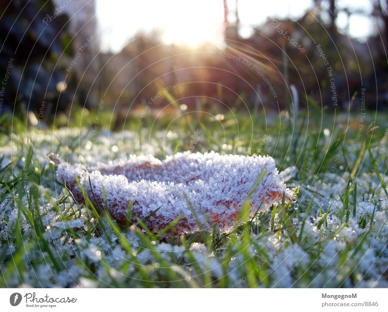 leaf Leaf Grass Hoar frost Meadow Sunbeam