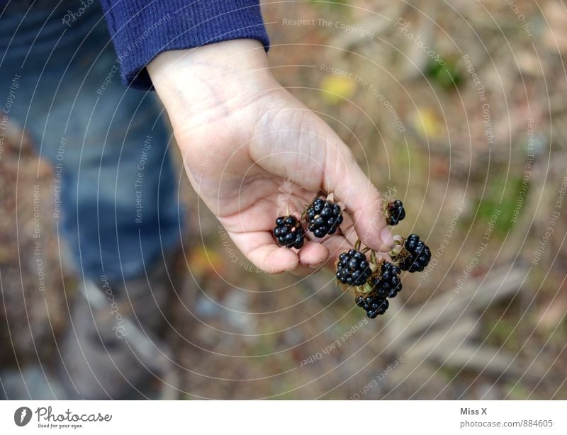 blackberries Food Fruit Nutrition Healthy Eating Summer Autumn Plant Forest Fresh Delicious Sweet Black Blackberry Pick Harvest Hand Forest fruit Colour photo