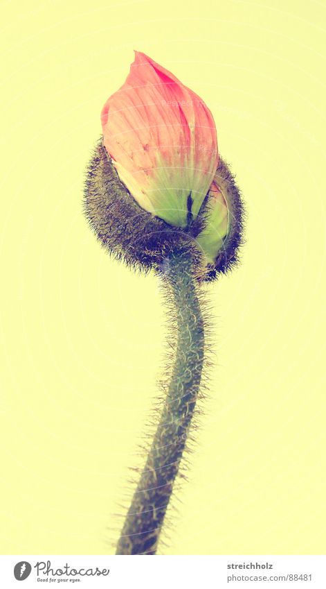 Flower Power III Hope Poppy Blossom Macro (Extreme close-up) Abstract Pink Yellow Optimism Blossoming Maturing time Growth Pistil Pollen Close-up Joy Happy Bud