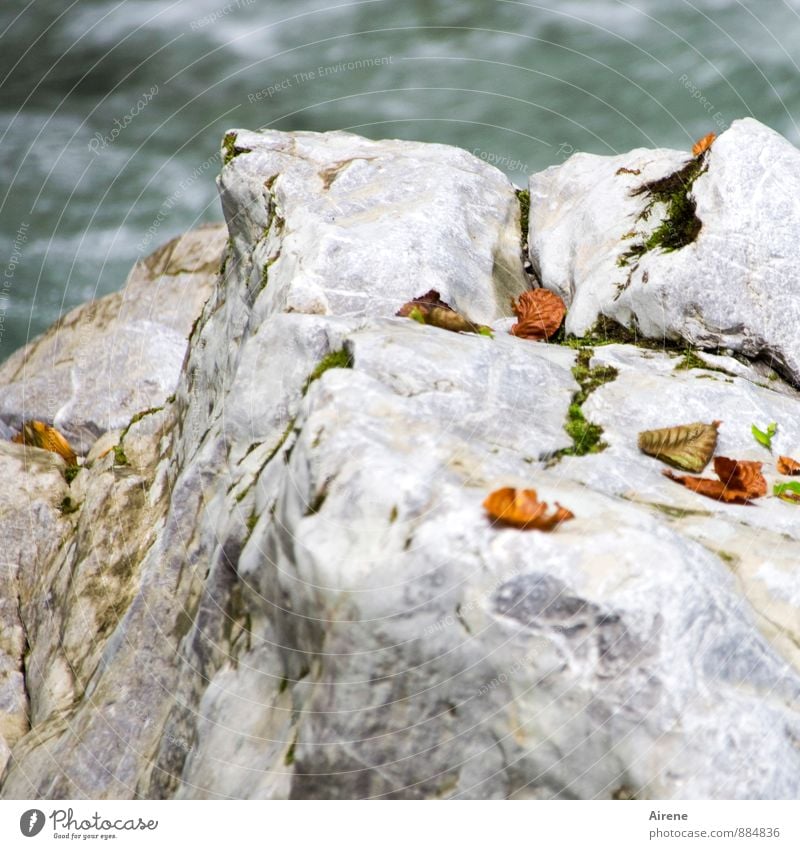 lamella Nature Landscape Elements Water Autumn Leaf Autumn leaves Rock Canyon Brook Mountain stream Rocky gorge Stone To fall Lie Fluid Fresh Cold naturally