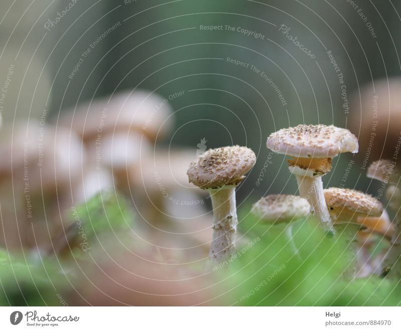 a few among many... Environment Nature Plant Autumn Mushroom Honey fungus Forest Stand Growth Esthetic Authentic Uniqueness Small Natural Brown Gray Green Calm