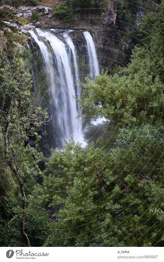 water if Environment Nature Plant Elements Water Drops of water Summer Tree Bushes Foliage plant Wild plant Virgin forest Rock Canyon Waterfall Wet Natural