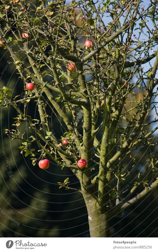 Apple tree in late autumn Fruit Autumn Tree Red Twig Harvest yield Extend Mature Contrast