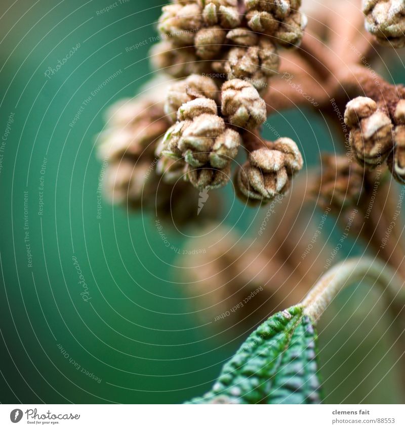 green* Green Brown Plant Growth Nature flakes Macro (Extreme close-up) Shoot