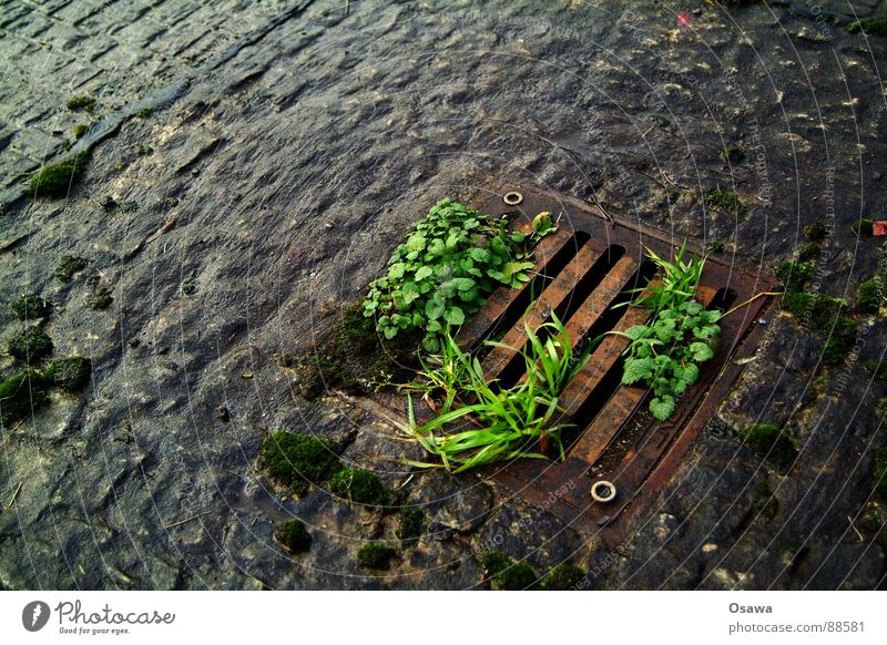 Wet biotope 2 Wetlands Gully Places Sidewalk Cast iron Plant Damp Glittering Green Black Red Beautiful Cobblestones Street Lanes & trails wallflower Rust russet