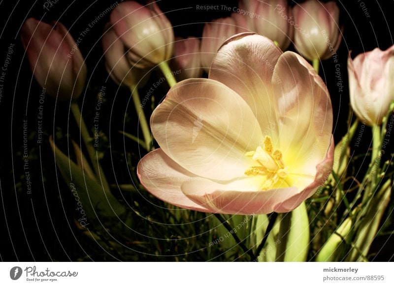 dark tulip Tulip Flower Meadow Spring Blossom Bouquet Mother's Day Pink Stalk Blade of grass Macro (Extreme close-up) Joy