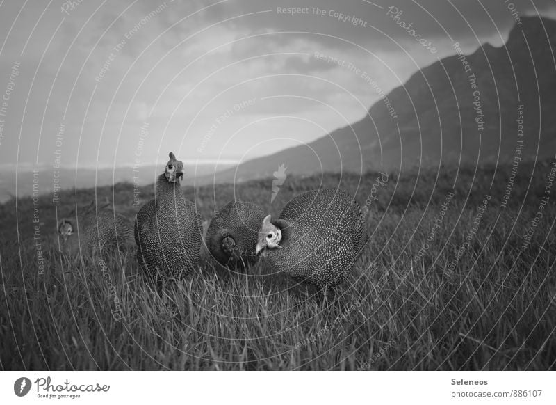 guinea fowl in front of Table Mountain Vacation & Travel Environment Nature Sky Clouds Horizon Meadow Peak Animal Farm animal Wild animal Animal face Barn fowl