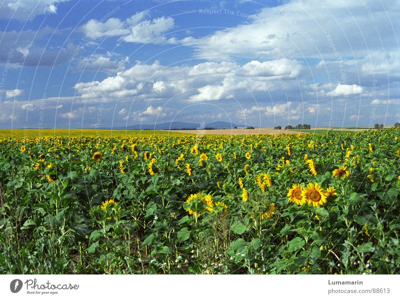 friendly view Joy Summer Landscape Sky Clouds Horizon Field Friendliness Blue Yellow Sunflower Colour photo Exterior shot Deserted Day Panorama (View)